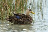 Mottled Duck